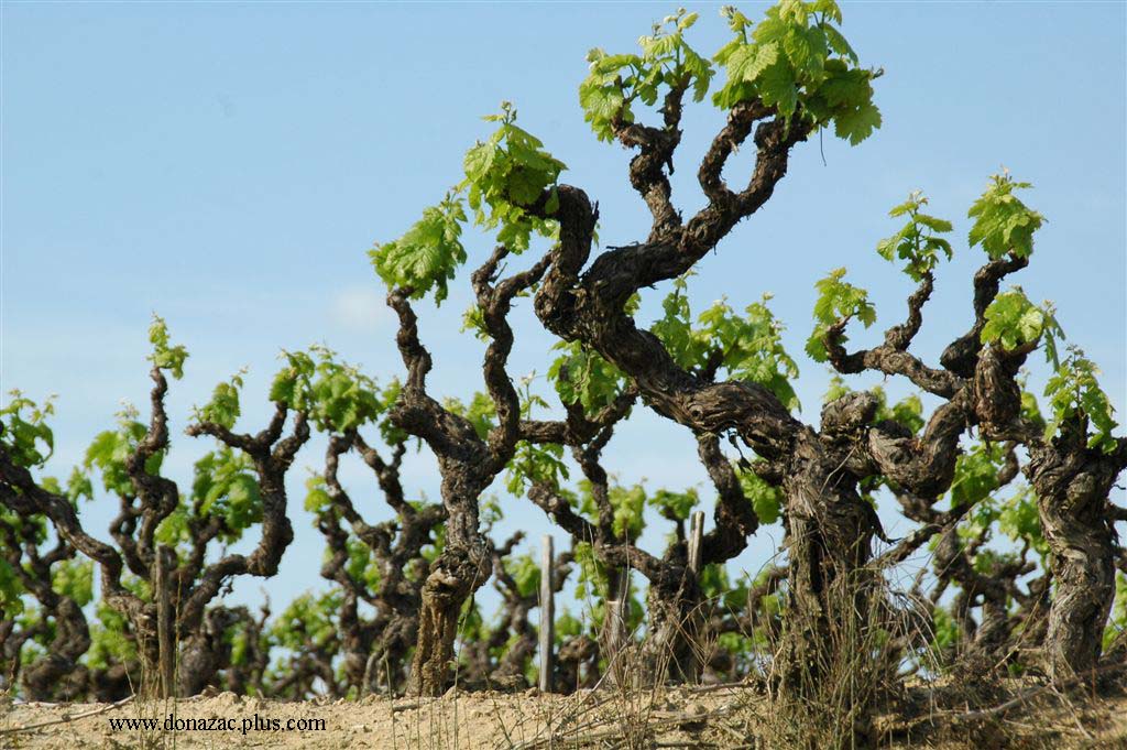 New growth vines